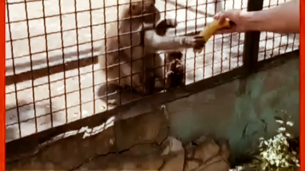 यह कहानी एक छोटे बंदर और उसकी माँ के बीच के स्नेह, प्यार और सीख पर आधारित है। 🐒👩‍👦इसमें दिखाया गया है कि माँ हमेशा अपने बच्चों की रक्षा करती है और उन्हें सही रास्ता दिखाती है। यह सिर्फ बंदर और उसकी माँ की कहानी नहीं, बल्कि हर माँ-बच्चे के रिश्ते की झ