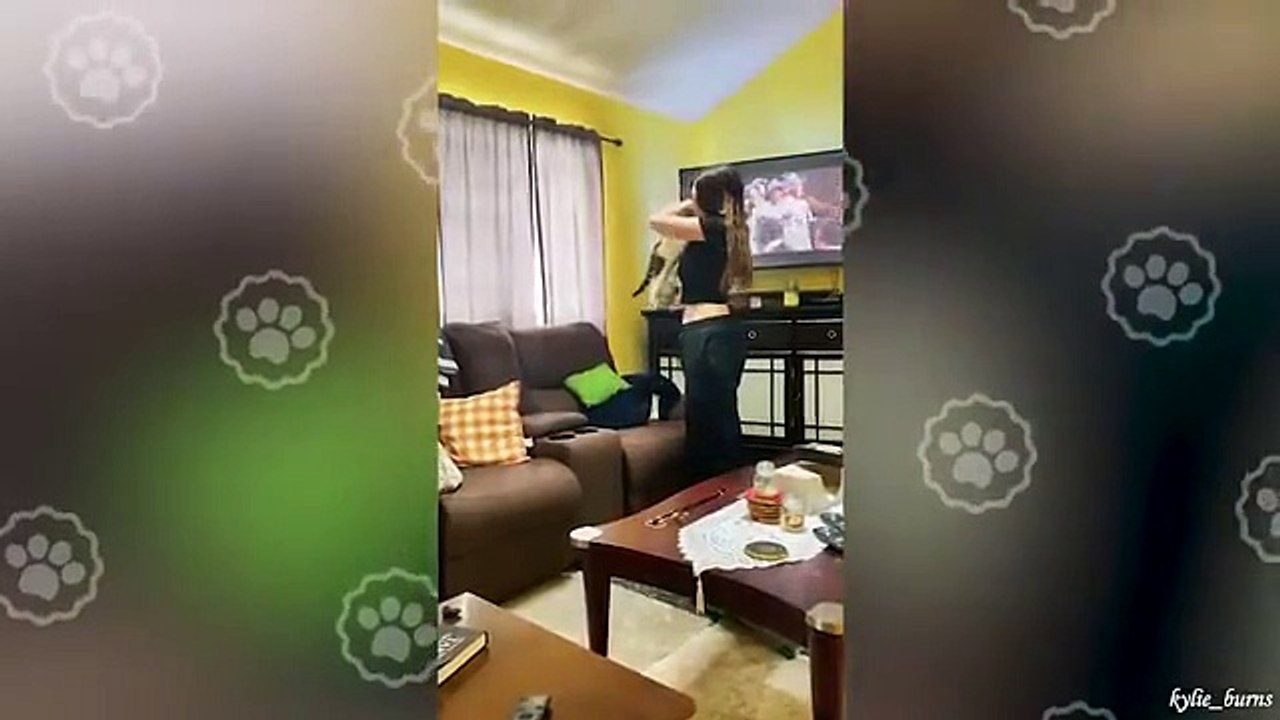 Funny Cat Videos Compilation 2025 🎬