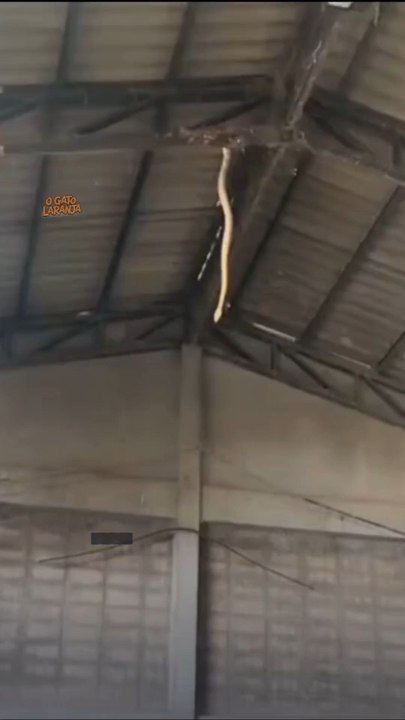 Cobra gigante despenca de teto e assusta operários em obra na Tailândia