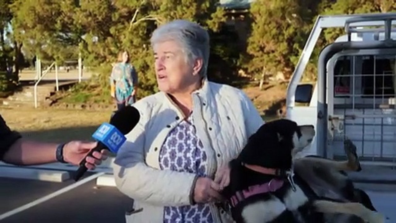 Bus-based doggy daycare finds fans in Queensland community and online