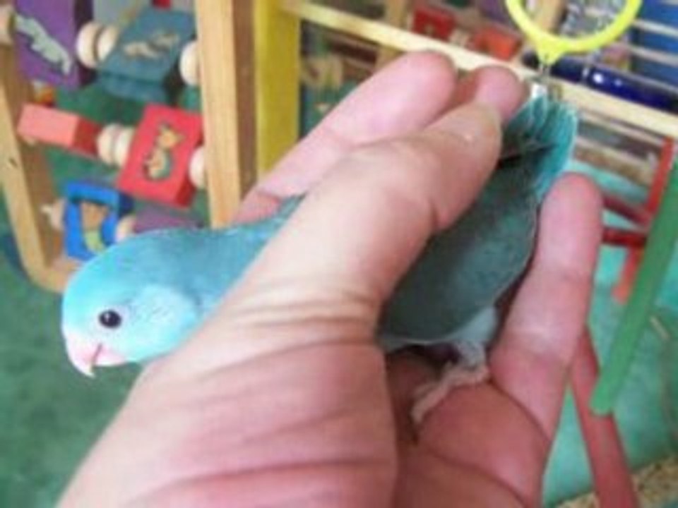 Bleu