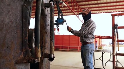 US confirms first human case of travel-associated screwworm