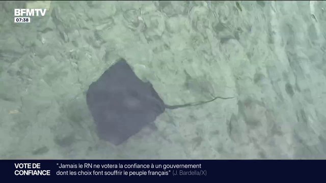 Une raie pastenague observée par les baigneurs à Marseille