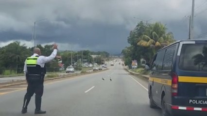 tn7-Tráfico-paró-el-tránsito-para-ayudar-a-familia-de-patos-a-cruzar-una-calle-en-Pérez-Zeledón-240825