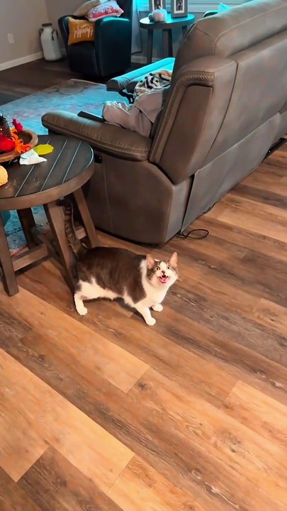 Cat’s powerlessness 🐱