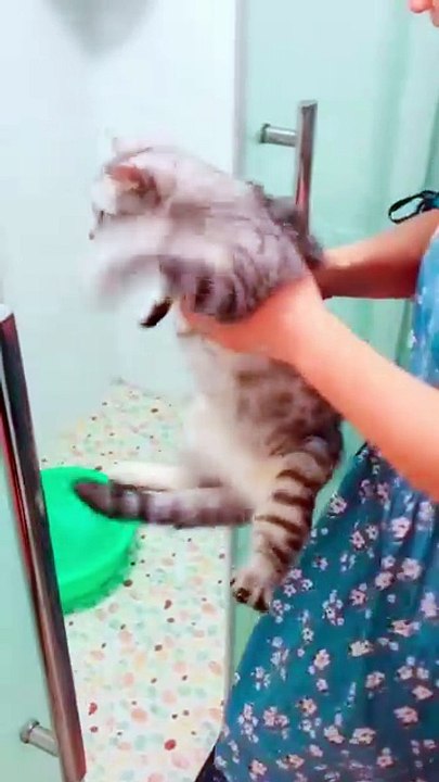 Cat bathing collection