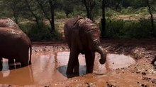 Elephants 🐘 in Nairobi Kenya 🇰🇪