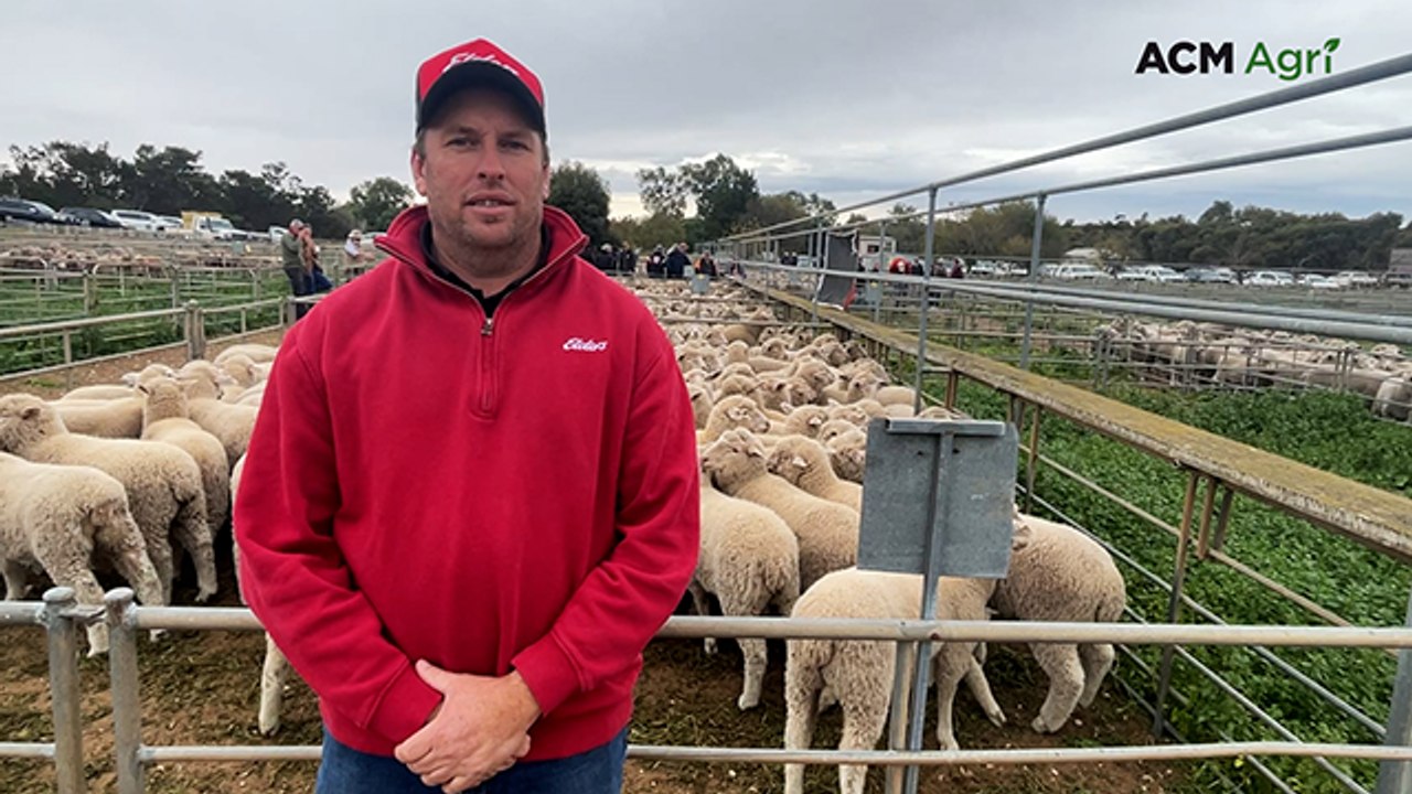 Murray Bridge lamb sale
