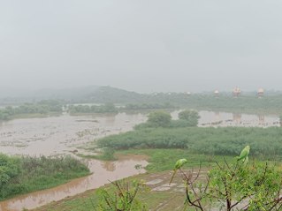 सिलीसेढ़ का पानी जयसमंद पहुंचा, रूपारेल नदी में भी आया पानी