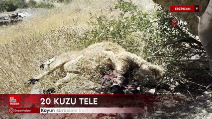 Erzincan'da koyun sürüsüne kurt ve ayı saldırdı