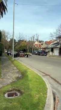 Главное, чтобы на пути кошка не попалась 😅😅😅