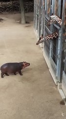 Baby Hippo Making Friends with a Giraffe - #viral #giraffe #baby #shorts