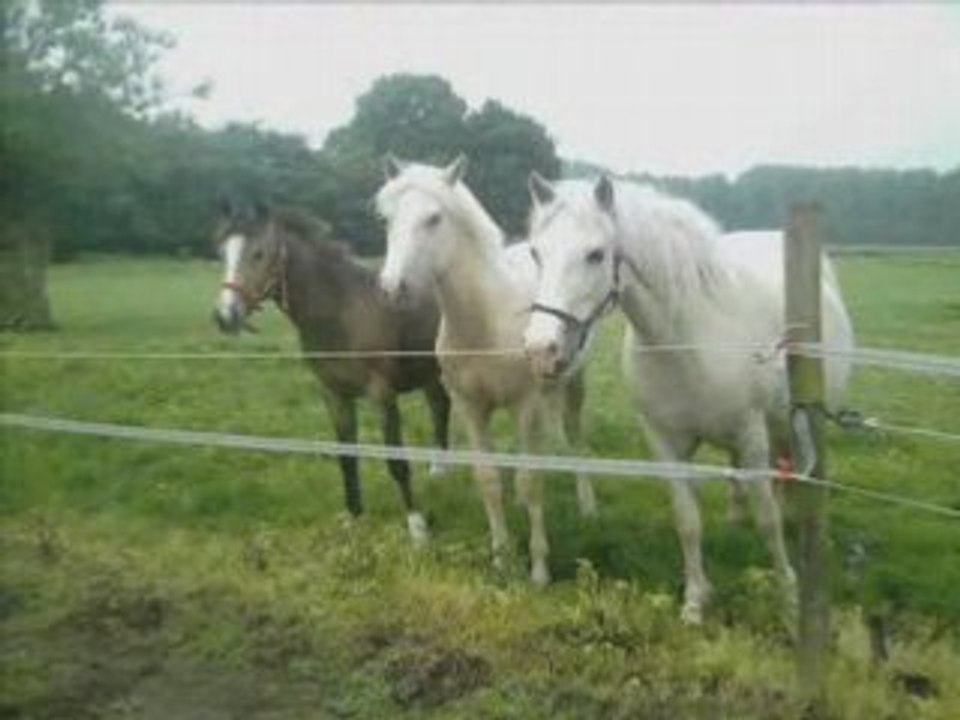 les chevaux de daniele