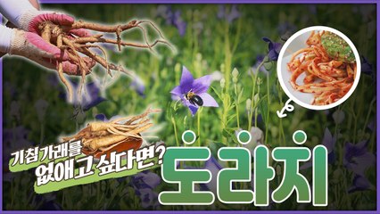 산이 주는 보물 우리 임산물 숲푸드 – 11편 도라지 / YTN