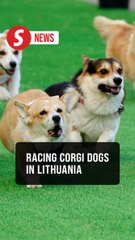 Racing corgi dogs show off speed and style in Lithuania's contest