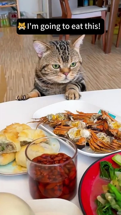 Those cats who are greedy and like to grab food