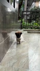 🐾 Can't wait 🐾 foot #pet #dog #fyp