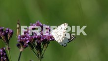 macro shot of two brown-veined white butterflies on purpletop vervain flowers, day