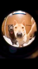 Wrong Password #dog #pet #fyp