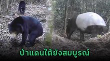 ภาพสัตว์ป่าหายาก สมเสร็จ และ หมีหมา สะท้อนความอุดมสมบูรณ์ของป่าแดนใต้