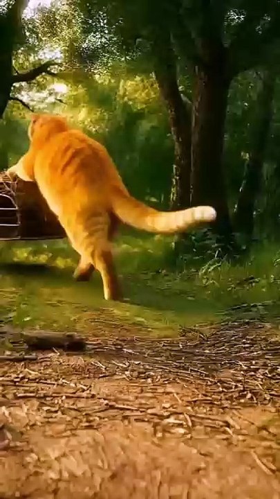 Ai animated orange cat funny cartoon video 😹💥  White tiger Cubs Taken by a Fat Cat!_