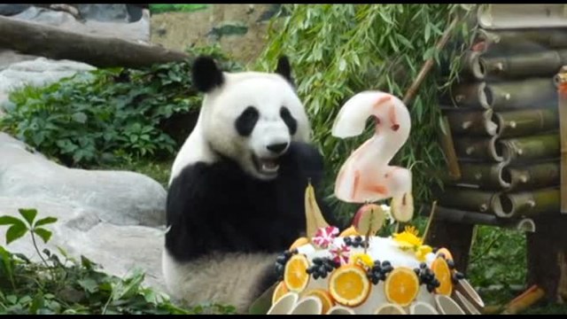 Il Panda Katyusha festeggia il secondo compleanno allo zoo di Mosca