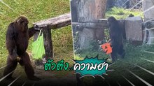 อารมณ์โดนเมียสั่ง โมเมนต์ฮาของชิมแปนซีตัวตึงแห่งสวนสัตว์สงขลา