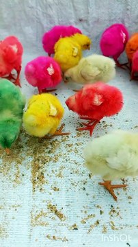 World Cute Chickens || Amazing rainbow chicks || lovely chicks