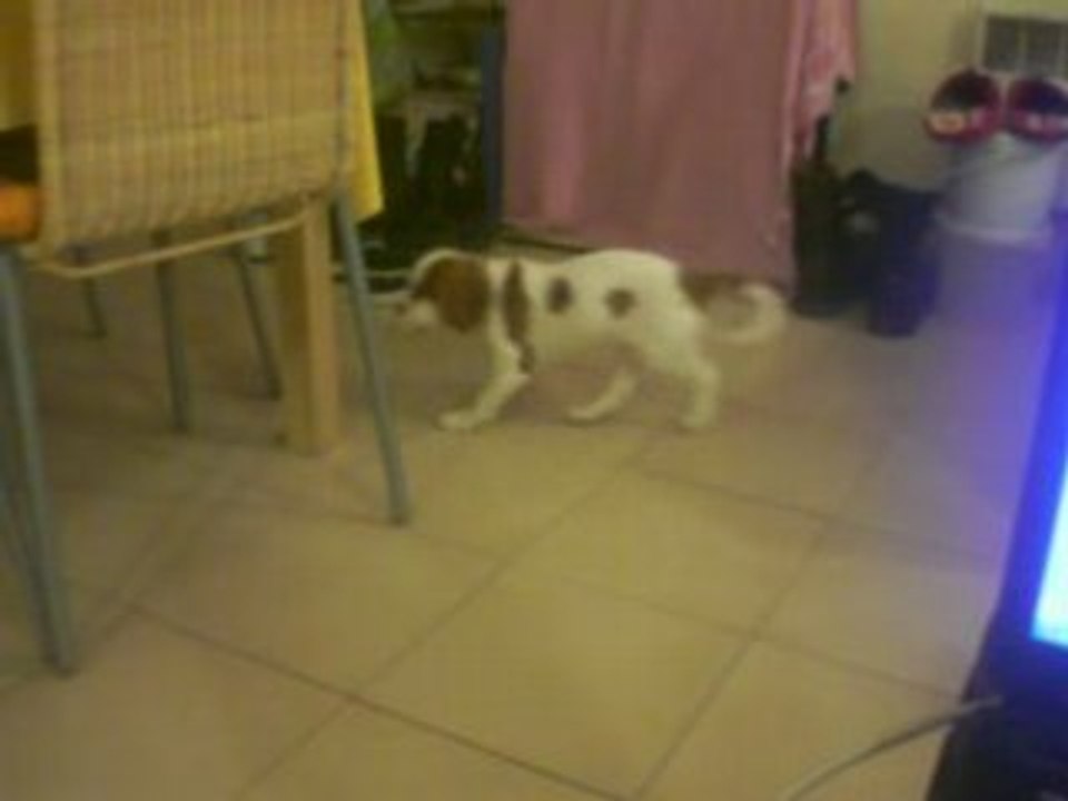 dolie la fofolle
