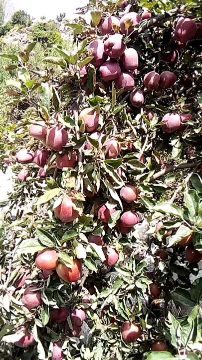 Fresh Red & Black Apple Trees in Hunza