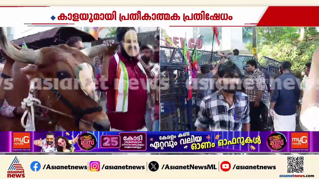 രാഹുലിന്റെ രാജി; കാളയുമായി യുവമോർച്ച പ്രതിഷേധം പ്രതിപക്ഷ നേതാവിന്റെ ഔദ്യോഗിക വസതിയിലേക്ക്,