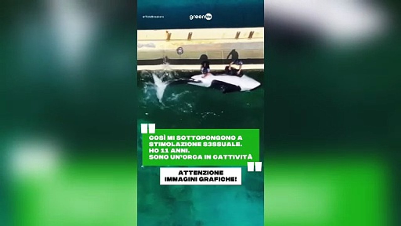 Sono un'orca e merito il mare!