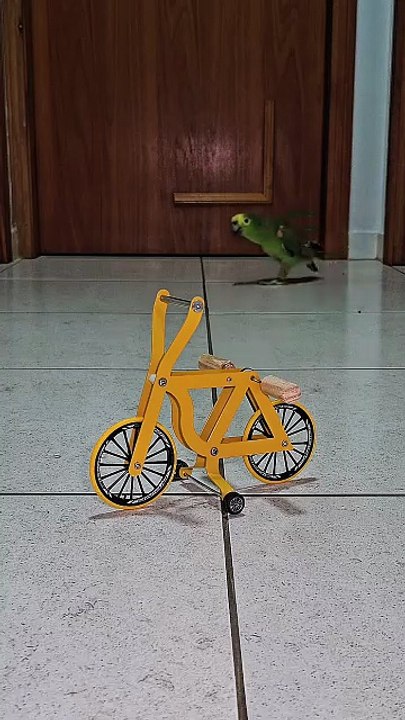 Parrot doing BMX stunts #birds #parrotlover #cycling #bike #pets #funnyanimals #bicicleta #cyclist
