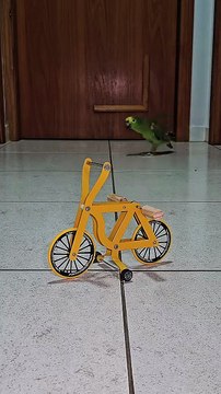 Parrot doing BMX stunts #birds #parrotlover #cycling #bike #pets #funnyanimals #bicicleta #cyclist