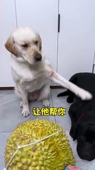 Dog Are' you sick Give me the real dealfast growth plan - ZxC EatDog (720p, h264)