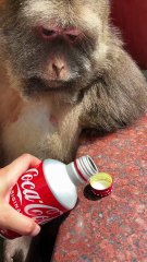 Have a drink,xingxing #monkey #monkey #xingxing #cute #lovely