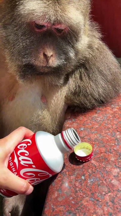 Have a drink,xingxing #monkey #monkey #xingxing #cute #lovely