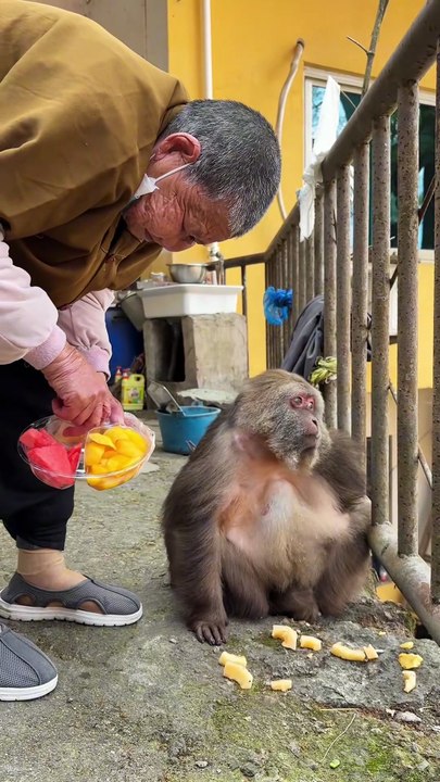 Grandma's eyes are filled with nothing but love for Xingxing. #monkey