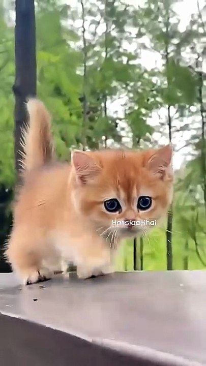Cute cat 💖  #shorts - Hansi Aati Hai (720p, h264)