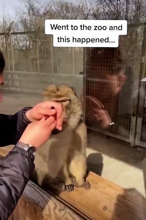 Bro was not expecting that 🤣 #calmdown  #zoo #monkey #magictrick #memes - Vortex Gexx (720p, h264)