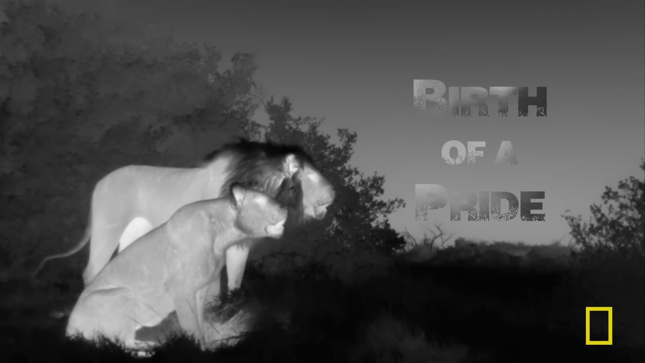 BIRTH Of A PRIDE - Nat Geo Wild