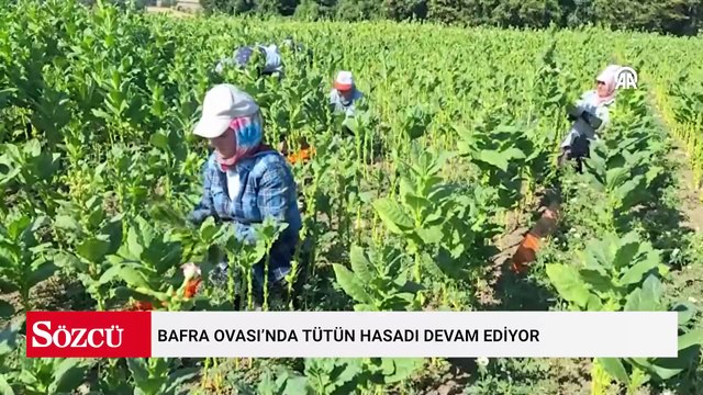 Bafra Ovası’nda tütün hasadı devam ediyor