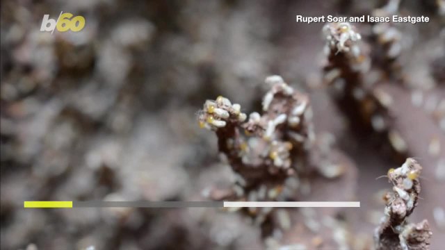 Could Termites Be the Inspiration for Sustainable Buildings?