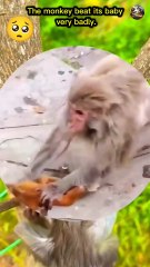 The monkey beat its baby very badly | monkey video 🐒