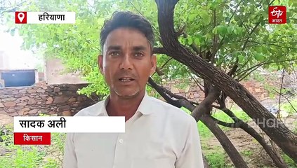 नूंह में प्याज उत्पादक किसान भारी बरसात से परेशान, खराब हो सकती है फसल, सरकार से मदद की गुहार