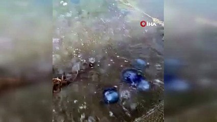 Mavi denizanaları Gemlik sahilini sardı
