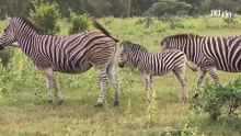 Vie sauvage en Afrique du Sud