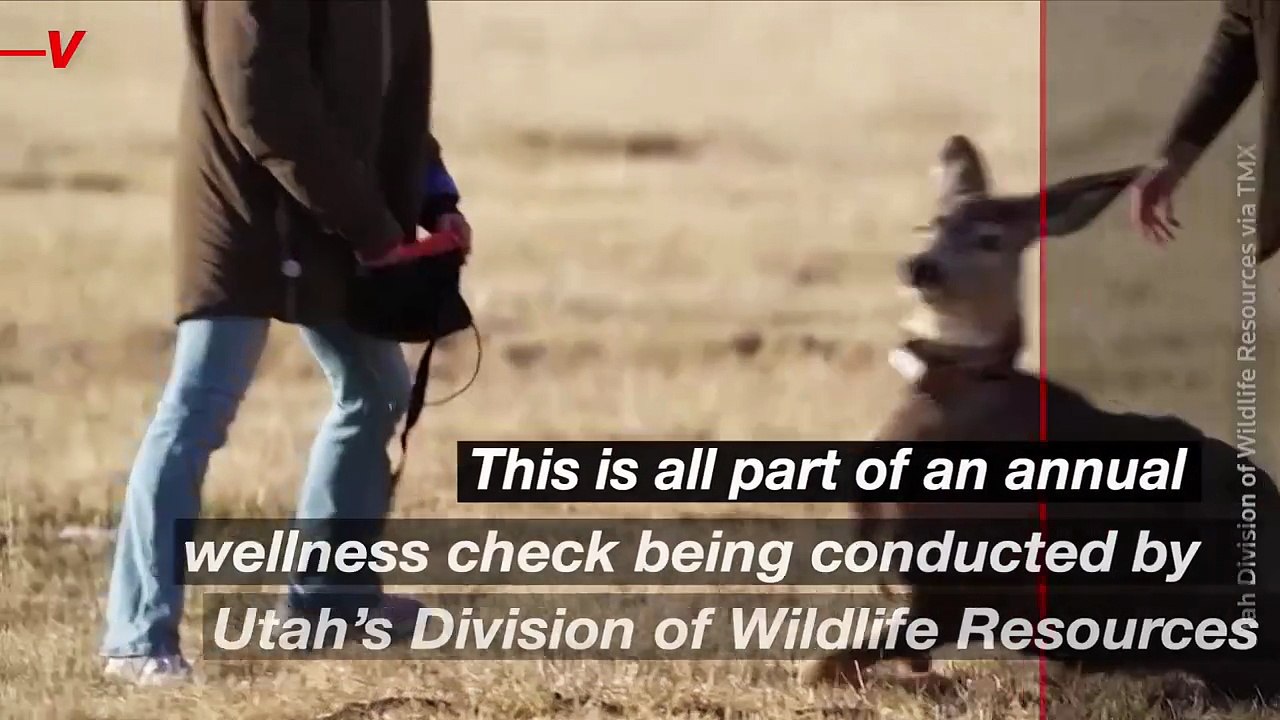 You Have to Check Out This Deer Flying in the Skies Over Utah!