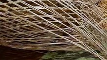 Can You Find The Cat? 😻#shorts #cats #cutecats #funnycats #funnyvideo #playing #foryou