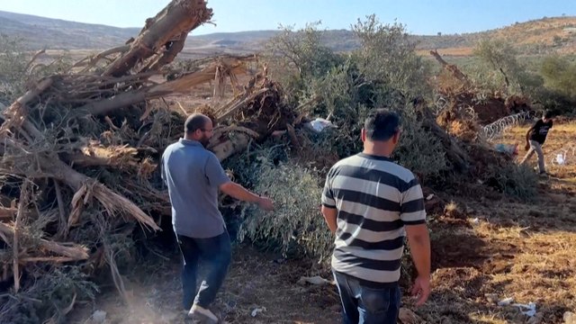 En Cisjordanie, des centaines d'arbres déracinés par des bulldozers israéliens